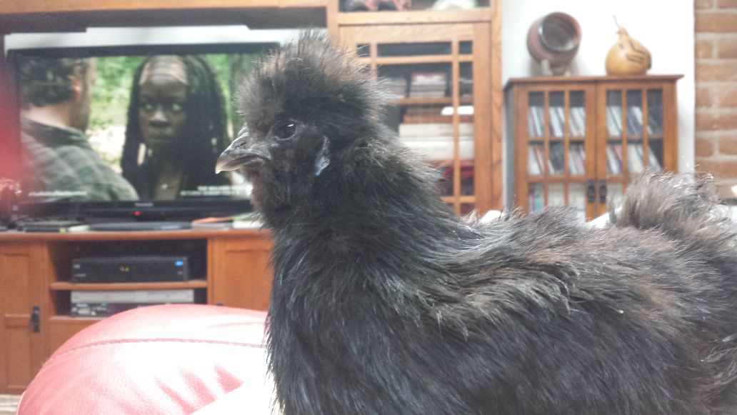 Readers show their chickens